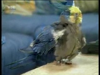 WELLENSITTICH-HUND-SGG