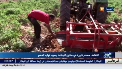 النعامة  خسائر كبيرة في منتوج البطاطا بسبب غياب الدعم