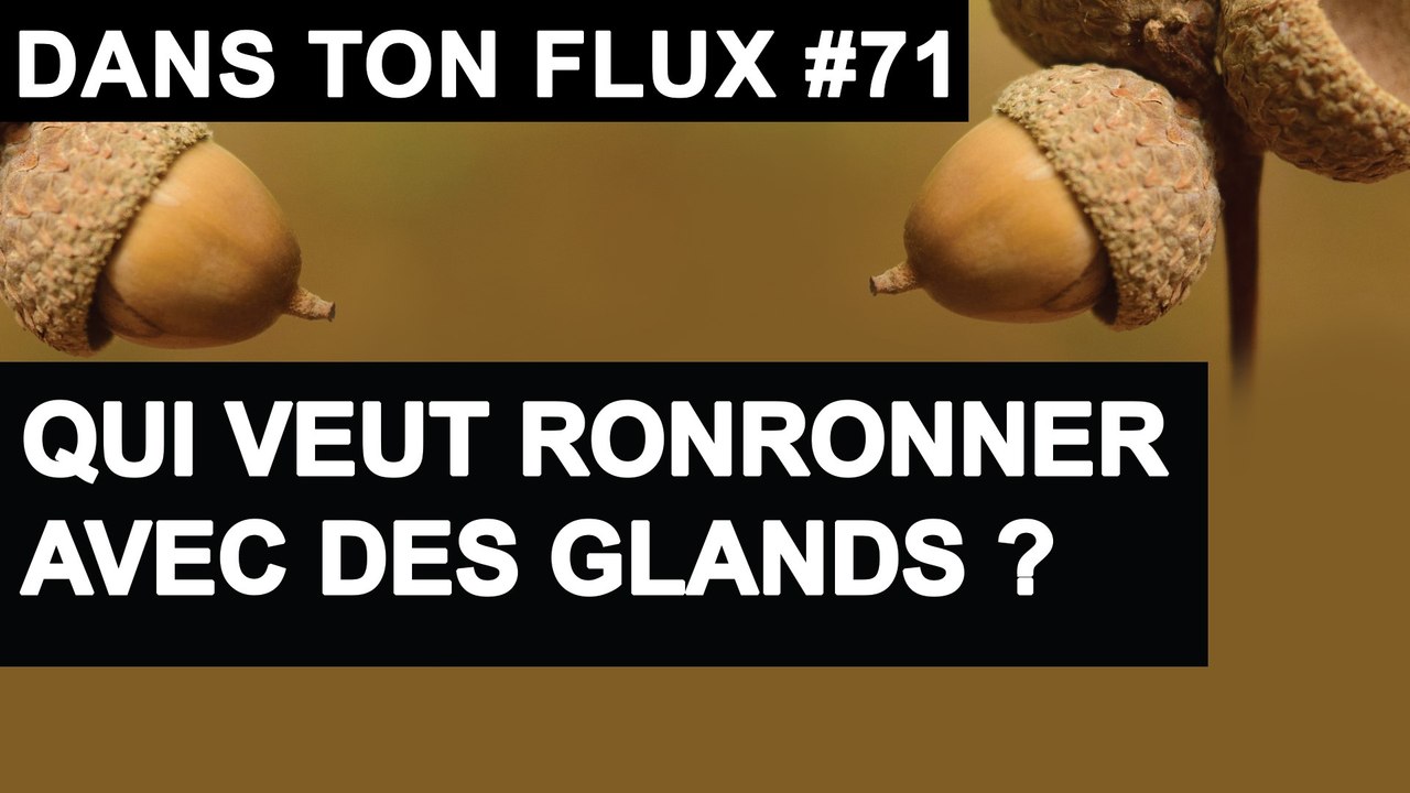 Qui veut ronronner avec des glands - #DansTonFlux 71