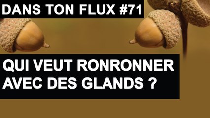 Qui veut ronronner avec des glands - #DansTonFlux 71