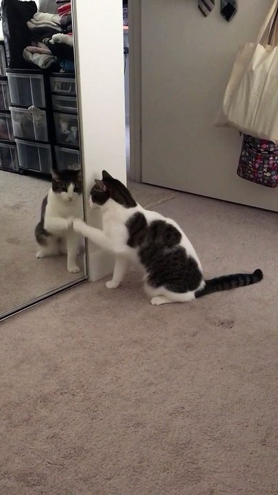 Ce chat est vraiment très drôle !