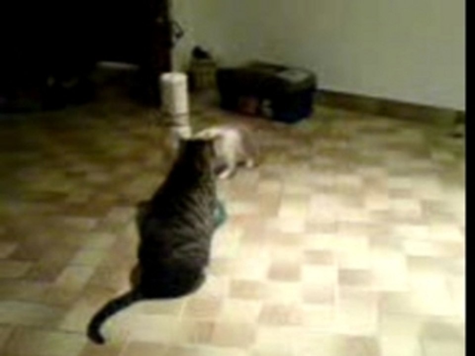 Boxe Thaï cats 2 ou la zen attitude de Twister