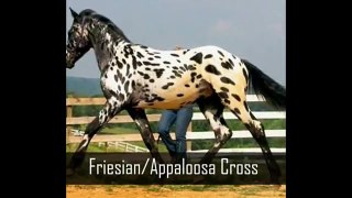 12 Horses With The Most Unusual Beautiful Colors