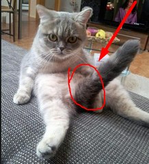 New Whatsapp cat  Funny Videos/full time masti videos