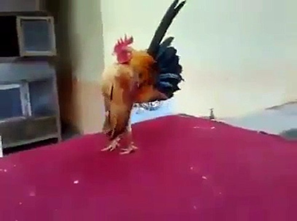 Les mecs après la première séance de musculation !