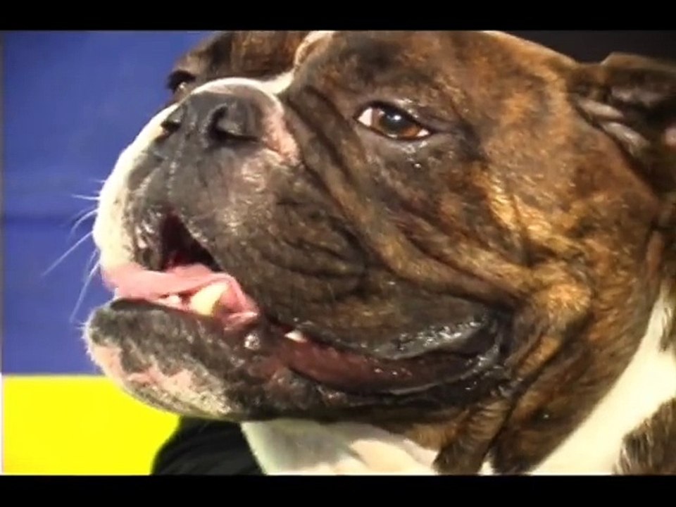 Deezel English Bulldog - Incredible Dog!