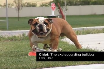 DHTV Skateboarding Bulldog