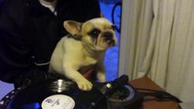 DJ Greyboy s french bulldog DJ MAMA Scratch pt. 1. DOG scratching