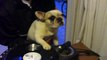 DJ Greyboy s french bulldog DJ MAMA Scratch pt. 1. DOG scratching