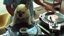 DJ MAMA scratch DUET w Truly OdD Greyboy french bulldog hip hop