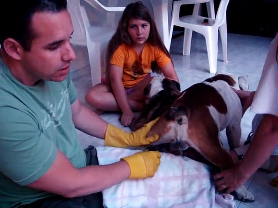 Dog breeding - English bulldog breeding