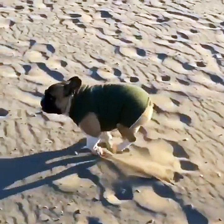 Dog runs and trips
