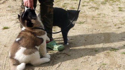 akita américain et le chat !