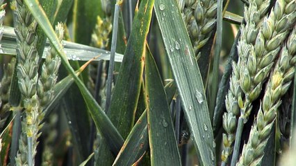 Syngenta : Test du nouveau fongicide céréales, Elatus Plus, sur l'exploitation de Gaétan Conoir