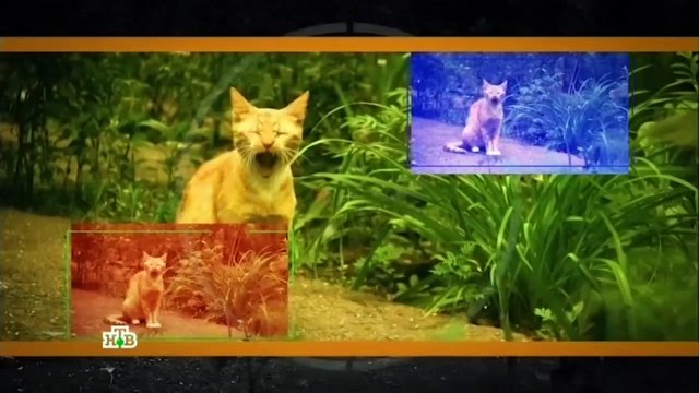 Экстрасенсы против детективов 8 выпуск 21.10.2016 | Смотреть экстрасенсы против детективов онлайн