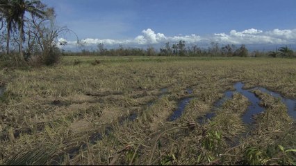Typhoon Haima hits Philippines’ rice crop