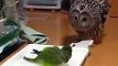 Owl And Parrot Very Beautiful Nature See this Video And Enjoy HD