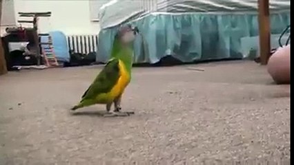 let see how a parrot understand his owner talk funny video hd