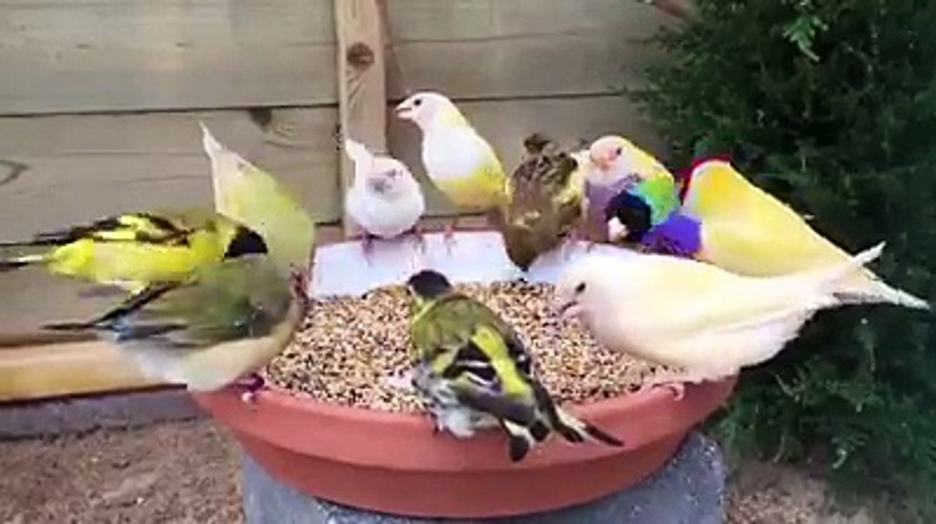 Amazing Video |Beautiful Nature | Beautiful sparrows | Beautiful Parriots | HD