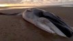 Giant 40ft Fin Whale Washes Up Dead Found In Norfolk Beach