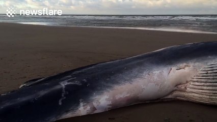 Large whale washes up on Norfolk beach