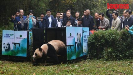 Chine: deux pandas géants retrouvent leur liberté
