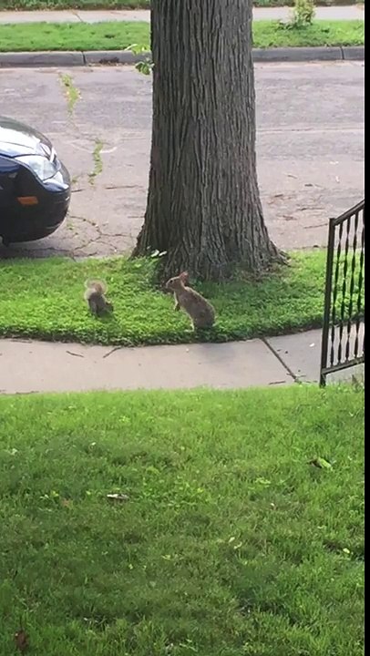 Wild rabbit and squirrel incredibly play together