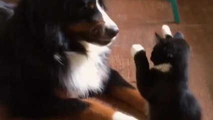 Cat uses cute marshmallow paws to battle dog