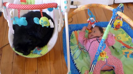 Baby watches in disbelief as cat steals her rocker