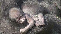 Rare newborn baby gorilla at Twycross Zoo