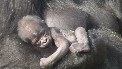 Rare newborn baby gorilla at Twycross Zoo