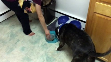 Pit Bull torn between eating and back scratches