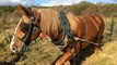 Les chevaux bretons au secours de la tourbière de kerfontaine