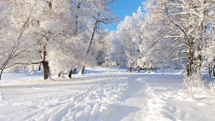 Beaux Paysages d'Hiver