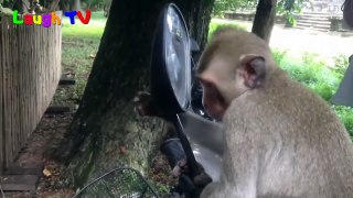 Animals in Mirrors Hilarious Reactions Compilation 2016 -  Funny Animal Videos