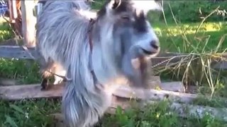 Funny videos - Funny new clips - Funniest recent animals - June 2015