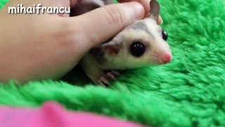 Baby Animals - A Cute Animal Videos Compilation 2016