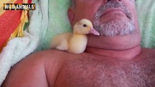 Cute Duckling - Funny Duck Videos Compilation - Funny and Cute Animals - Animals