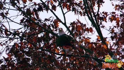 BALD EAGLE: Animals for children. Kids videos. Kindergarten | Preschool learning