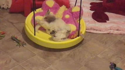 Puppy passes out on toy swing in motion