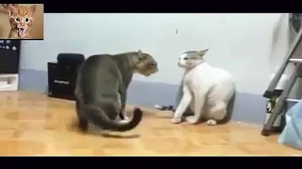 Very funny videos that make you laugh and cry | Funniest Video Ever