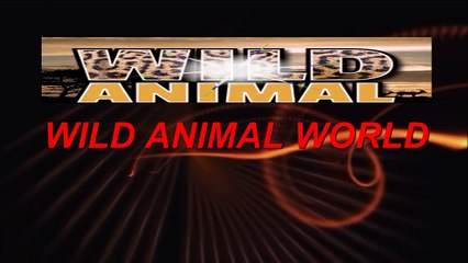 Elephant's Kill Buffalo Real Fight - Wild Animal Fights