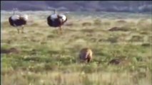 Lion vs ostrich - Leopard vs ostrich real fight - Best moment Animal Fights 2016