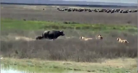 Buffalo Tries to Save Her Little Son From Lions, Wild Animal Fights