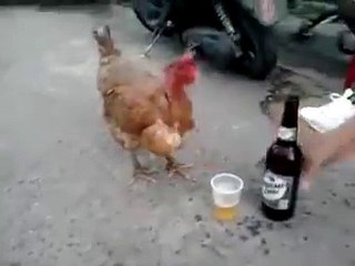 Cock takes drink and dancing