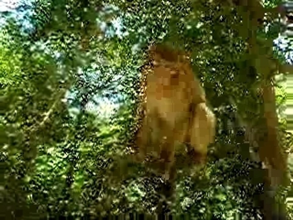 singe bejaia