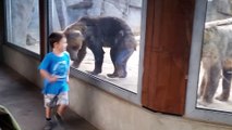 At The Zoo  Bear With Boy Plays Peek A Boo