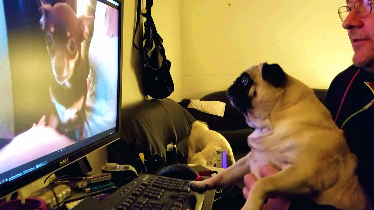 Mopsi Mimi in Action