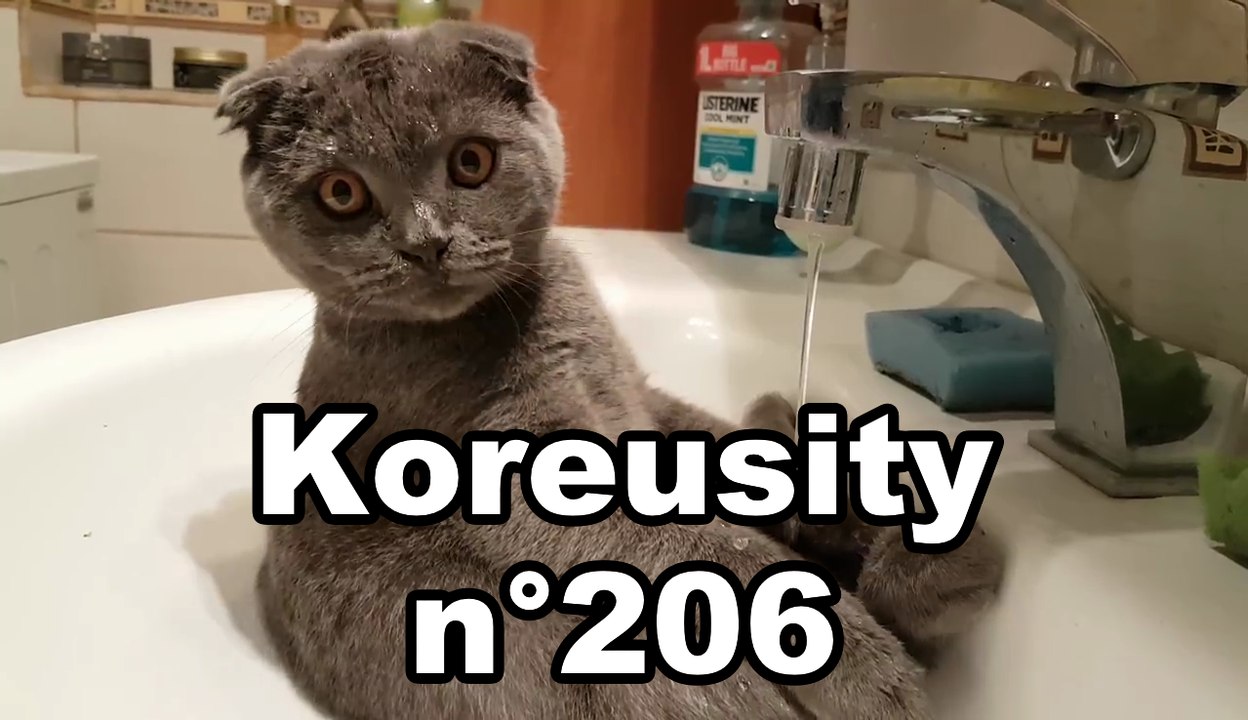 Koreusity n°206