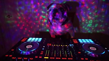 English Bulldog throws a house party